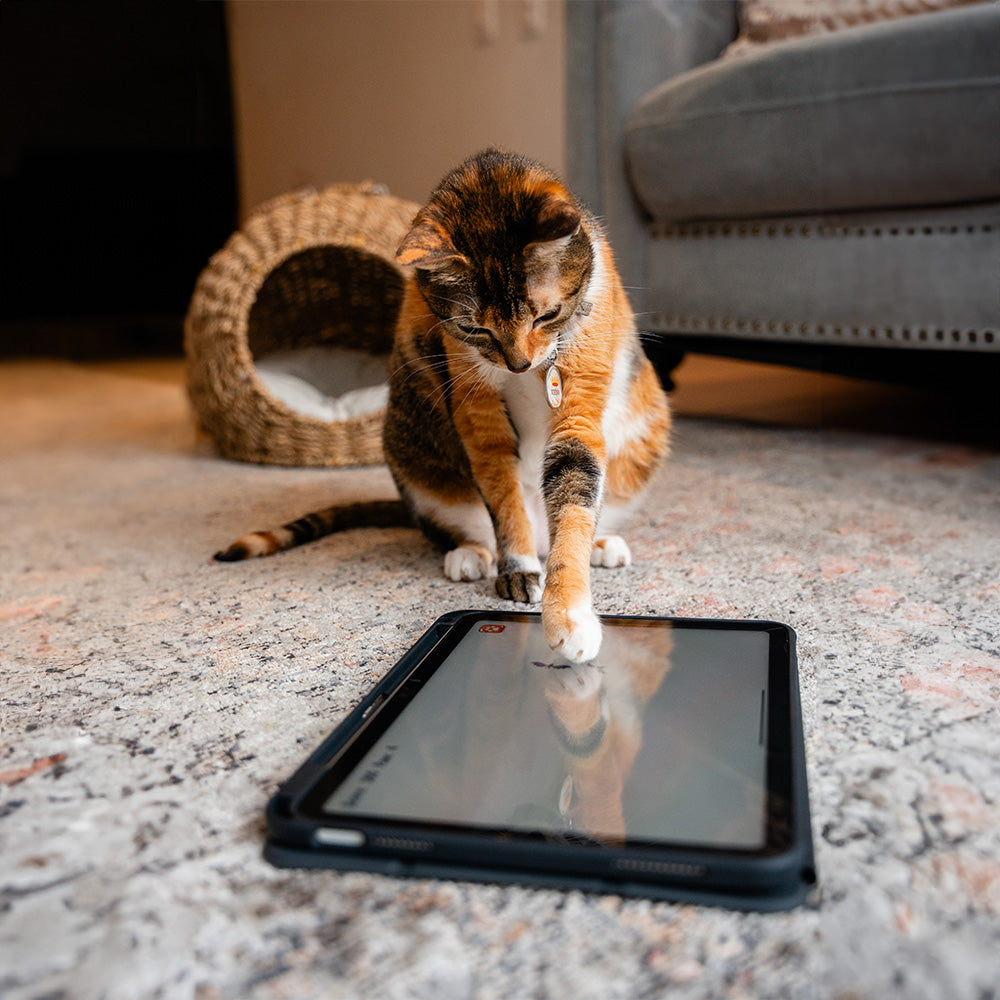 GlassGuard for iPad